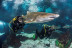 Inmersión y Buceo con Tiburones (Barcelona)