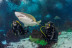 Inmersión y Buceo con Tiburones (Barcelona)
