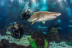 Inmersión y Buceo con Tiburones (Barcelona)