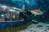 Inmersión y Buceo con Tiburones (Barcelona)