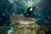 Inmersión y Buceo con Tiburones (Barcelona)