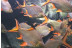 Bautismo de Buceo en el Acuario de Zaragoza (Zaragoza)