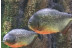 Bautismo de Buceo en el Acuario de Zaragoza (Zaragoza)