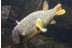 Bautismo de Buceo en el Acuario de Zaragoza (Zaragoza)