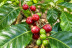Visita a la Plantación y Degustación de Café en Castellvilar (Sant Vicenç de Torelló, Barcelona)