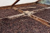 Tour y Degustación en Plantación de Café de Finca Los Castaños (Agaete, Las Palmas)