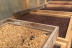 Tour y Degustación en Plantación de Café de Finca Los Castaños (Agaete, Las Palmas)