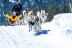 Acceso Classic a Caldea y Paseo en Mushing para dos (Andorra)