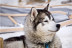 Acceso Classic a Caldea y Paseo en Mushing para dos (Andorra)