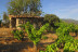 Visita Guiada a Bodegas Canopy, Cata de Vinos y Comida en Restaurante El Cigarral de Caravantes (Camarena, Toledo)