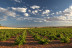 Escapada en Casa Rural y Visita a Bodega Campos de Dulcinea con Cata de Vinos para dos (Toledo)