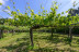 Escapada en Casa Rural Pazo Larache y Visita a Bodega Pazo de Señorans con Cata de Vino y Aguardientes para dos (Pontevedra) 