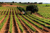 Escapada en Casa Túnel Nido de Águilas con Visita y Cata de Vinos para dos en Bodega Andrés Iniesta (Albacete)