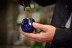 Cata de Aceites de Oliva Virgen Extra (Granada)