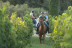 El Viñedo Verde del Empordà a Caballo: Ruta a Caballo, Visita a la Bodega y Cata de Vinos en Clos de Basella (Siurana, Girona)