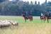 El Viñedo Verde del Empordà a Caballo: Ruta a Caballo, Visita a la Bodega y Cata de Vinos en Clos de Basella (Siurana, Girona)
