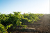 Visita a Almazara y a Bodega Emina Rueda con Cata de Aceites y Vinos (Valladolid)
