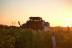 Visita a Almazara y a Bodega Emina Rueda con Cata de Aceites y Vinos (Valladolid)