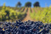 Visita a Bodega del Abad con Cata de 4 Vinos para dos (Carracedelo, León)