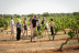 Cata de Vinos con Degustación en Finca Mas Perdut (Santa Oliva, Tarragona)