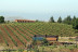 Visita a Bodegas Reverón con Cata de Vinos y Picoteo (Villaflor, Tenerife)
