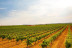 Visita a Viñedos y Bodega con Cata de Vinos en Finca Carril Cruzado (Cuenca)