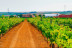 Visita a Viñedos y Bodega con Cata de Vinos en Finca Carril Cruzado (Cuenca)