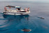 Salida en Catamarán con Degustación de Tapas Españolas, Actividades y Avistamiento de Delfines (Benalmádena, Málaga)