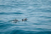 Salida en Catamarán con Degustación de Tapas Españolas, Actividades y Avistamiento de Delfines (Benalmádena, Málaga)