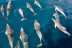 Avistamiento de Delfines en Catamarán por la Costa del Sol (Fuengirola, Málaga) 