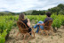 Visita a Bodegas Caudalía con Cata de Vinos con Aperitivo y Aceite de Oliva Virgen Extra para dos (Lerga, Navarra)