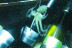 Bautismo de Buceo, Cavas Submarinas y Botella de Vino (Girona)