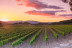Tradición, Territorio Penedès-Garraf: Ruta, Visita Guiada, Cata de Vino y Cava y Aperitivo en Caves Cuscó Berga (Les Gunyoles, Barcelona)