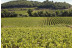 Visita a Bodega y Cata de 5 vinos con Maridaje en Bodegas Pinord (Vilafranca del Penedès, Barcelona)