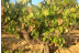 Visita a Bodega y Cata de 5 vinos con Maridaje en Bodegas Pinord (Vilafranca del Penedès, Barcelona)