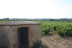 Visita a Cellers Blanch con Cata de Vinos para dos (Puigpelat, Tarragona)