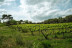 Visita a Bodega y Cata de Vinos en Celler Clot de les Soleres (Piera, Barcelona)