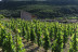 Visita al Celler Ficaria Vins con Cata de 3 Vinos para dos (La Figuera, Tarragona)