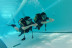 Curso de Buceo con Certificación PADI Open Water Diver (Madrid y Murcia)