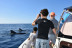 Avistamiento de Cetáceos Privado con Opción a Baño y Snorkel (Tenerife)