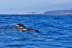 Avistamiento de Cetáceos Privado con Opción a Baño y Snorkel (Tenerife)