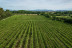 Paseo Guiado con Cata de Vinos en el Empordà en Clos de Basella (Siurana, Girona)