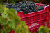 Visita a Bodega y Cata de Vinos para dos en Adegas Condado de Sequeiras de Ribeira Sacra (Chantada, Lugo) 