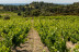 Visita a Cooperativa Agrícola de Garriguella con Cata de 4 Vinos y Tapas para dos (Garriguella, Girona)