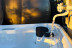 Escapada en Burbuja con Jacuzzi Privado y Cava en Cortijo Colomo Rural (Almedinilla, Córdoba)