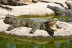 Entrada a Crocodile Park (Torremolinos, Málaga)