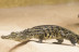 Entrada a Crocodile Park (Torremolinos, Málaga)