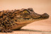 Entrada a Crocodile Park (Torremolinos, Málaga)