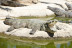 Entrada a Crocodile Park (Torremolinos, Málaga)