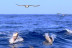 Crucero con Avistamiento de Fauna Marina, Snorkel y Aperitivo (Puerto Colón, Santa Cruz de Tenerife)